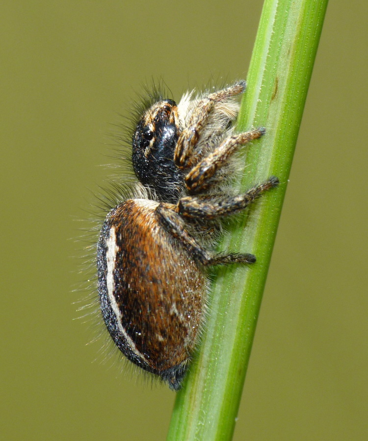 Philaeus chrysops
